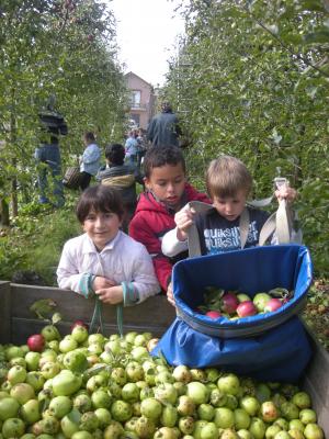 De appels doen we in een krat.